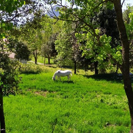 Agriturismo Colloreto Morano Calabro Exteriör bild